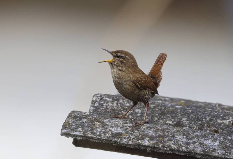 крапивница *** фото превью