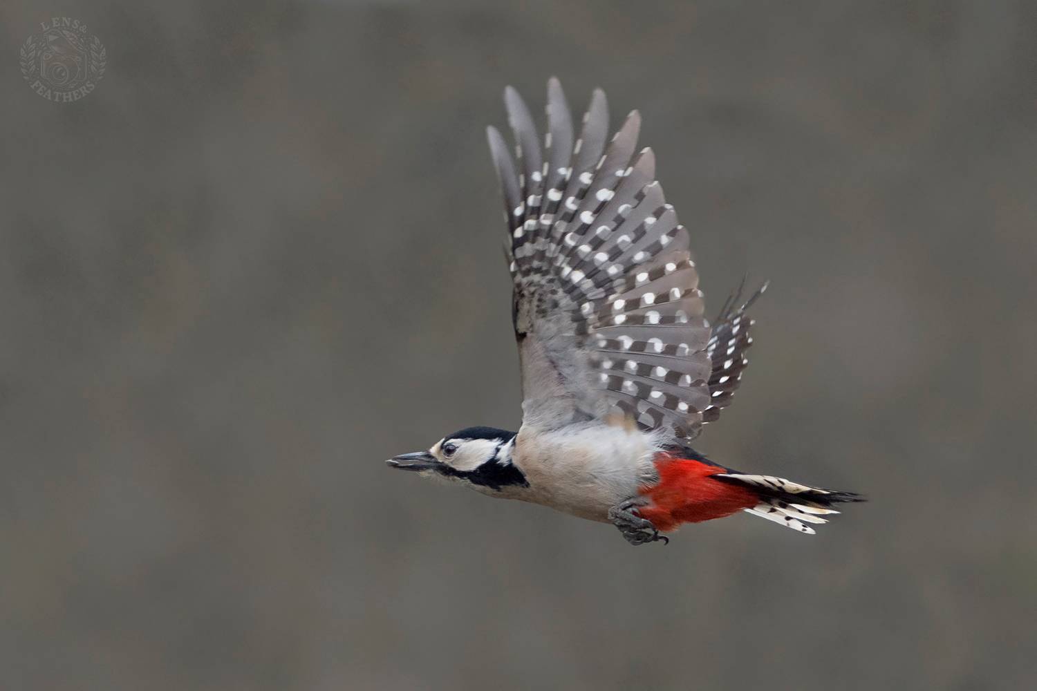 , Евгени Стефанов