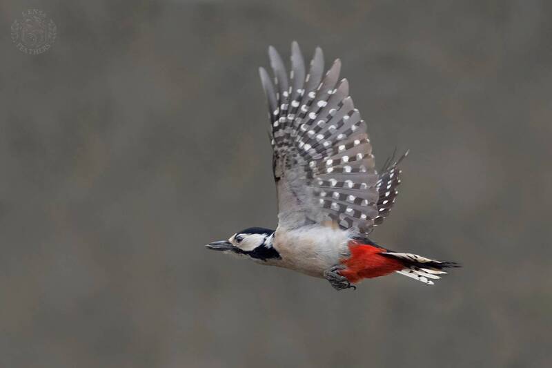 Lens and Feathers фото превью