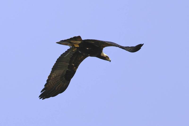 беркут, кавказская агама Беркут с добычей.. фото превью