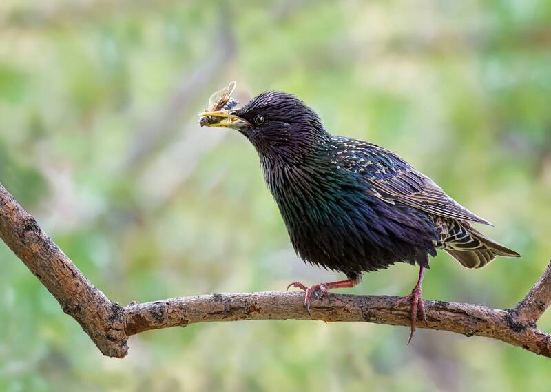птица, скворец Скворцы. (3 фото) фото превью