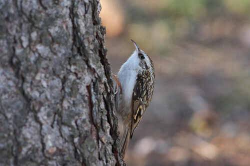 Обыкновенная пищуха