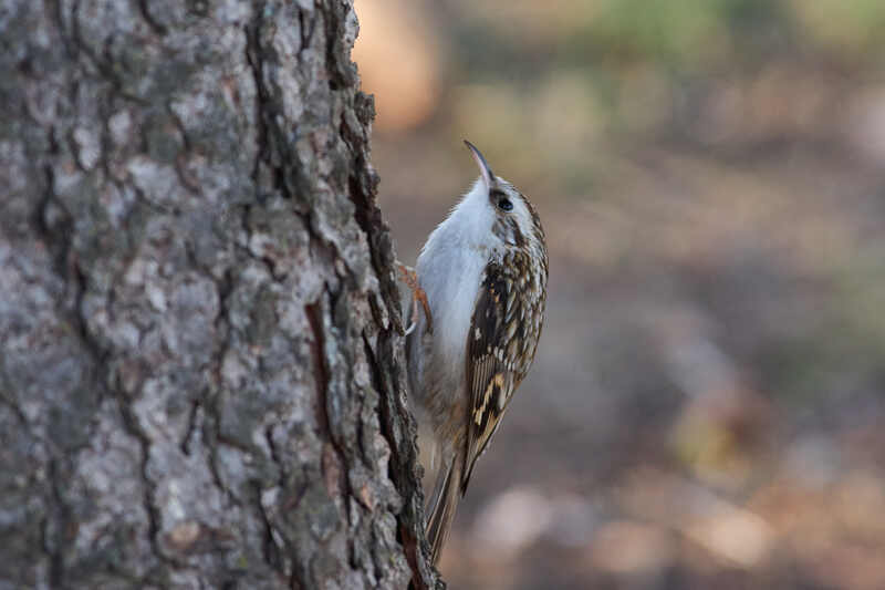 Certhia familiaris, Обыкновенная пищуха Обыкновенная пищуха фото превью