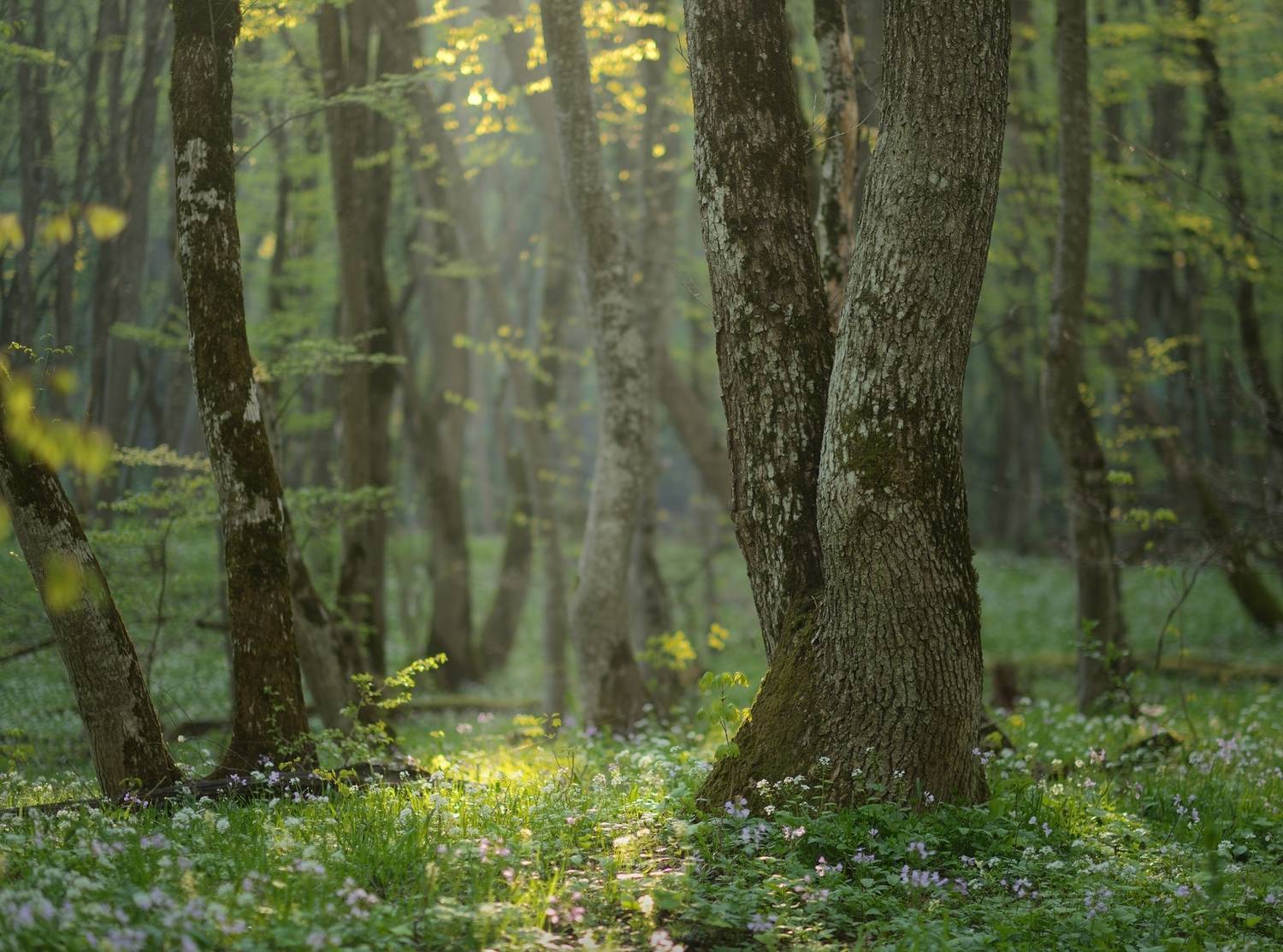 весна, лес, утро, Александр Жарников
