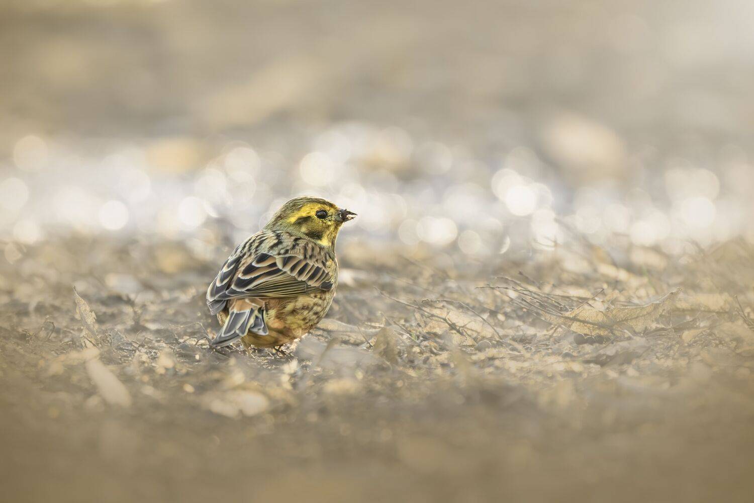 , Полина Шальнева
