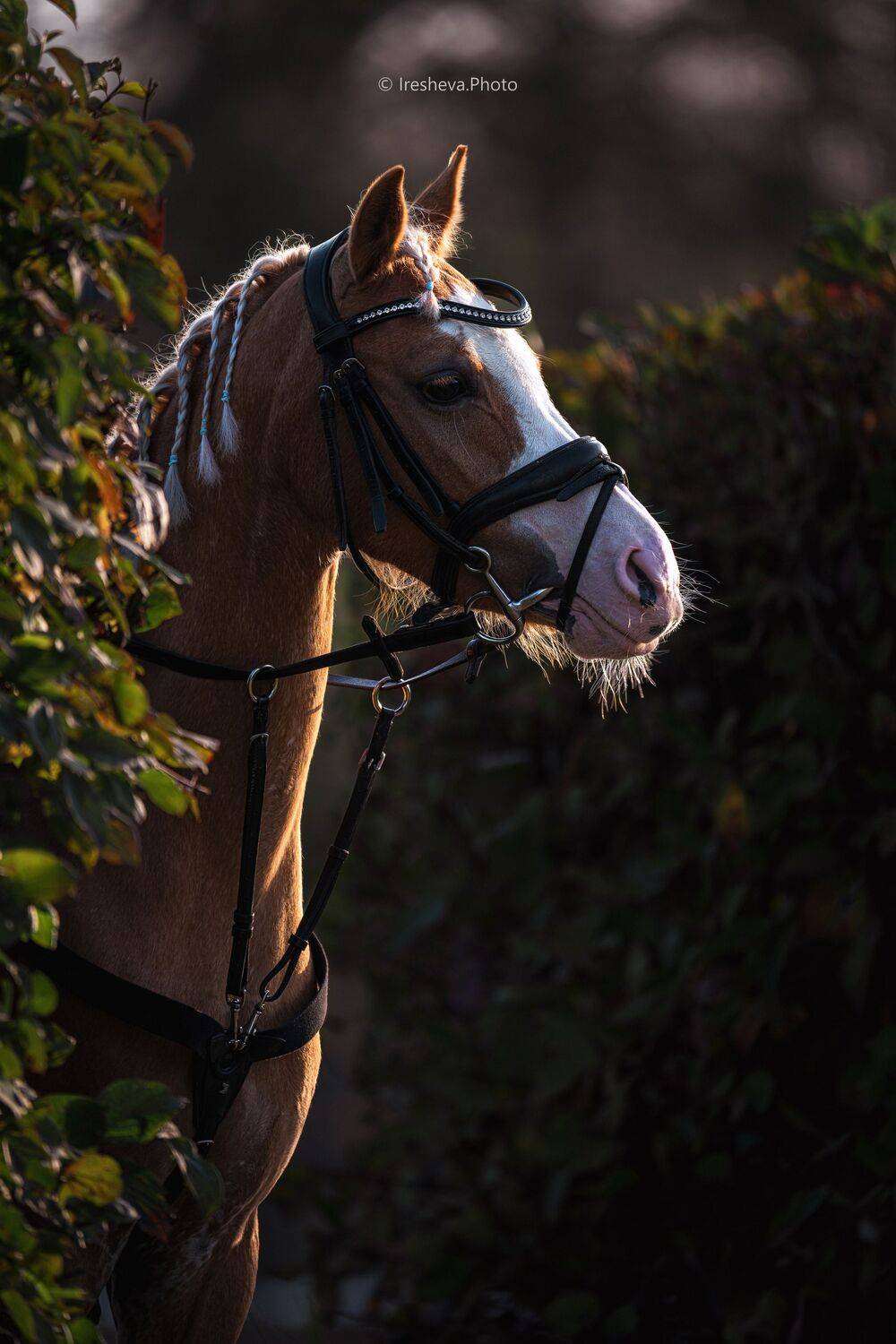 Пони, Уэльский пони, Ирешева Мария