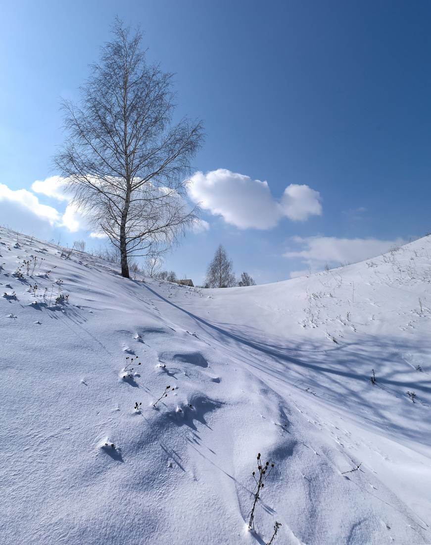 зима, дерево, береза, гора, Колеснева Елена