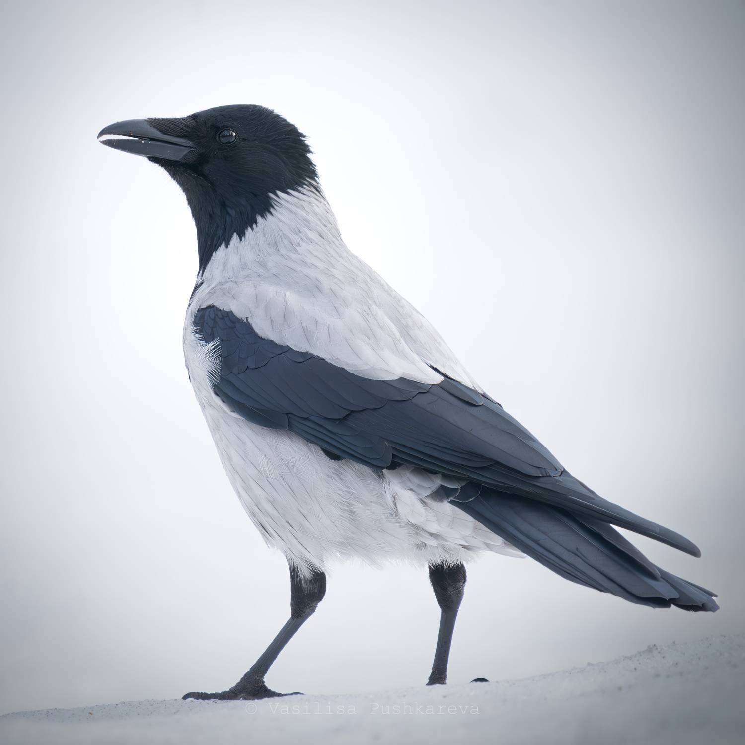 Серая ворона, Птица, Пушкарева Василиса