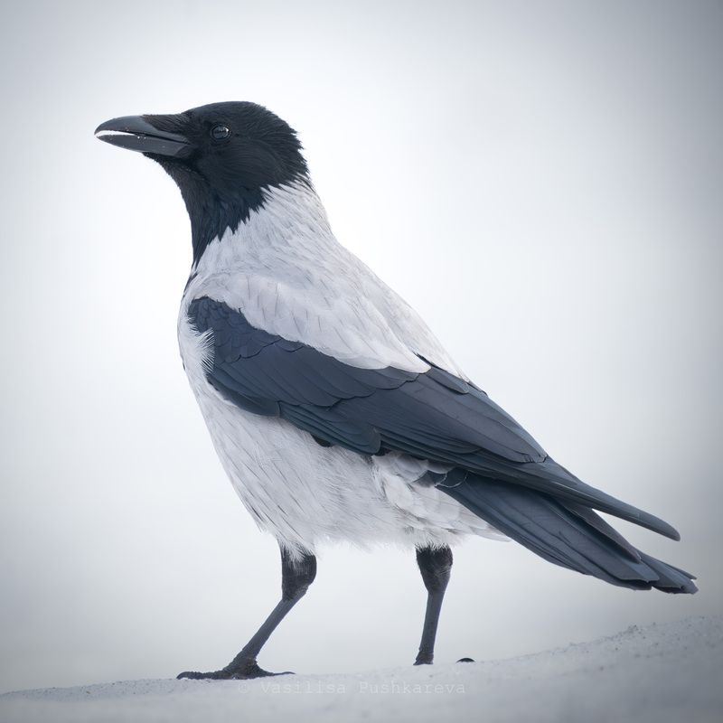 Серая ворона, Птица Кар? фото превью