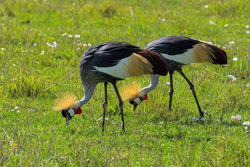 Восточный венценосный журавль фото превью