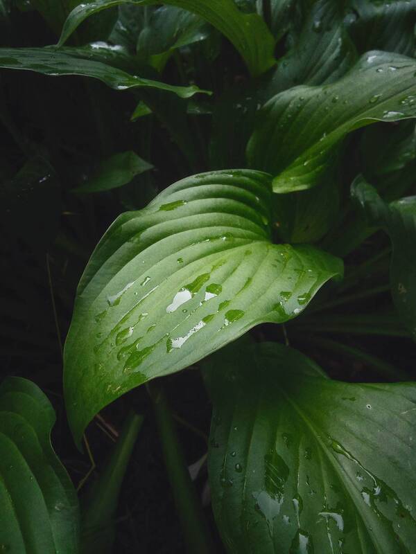 листья, капли После дождя фото превью