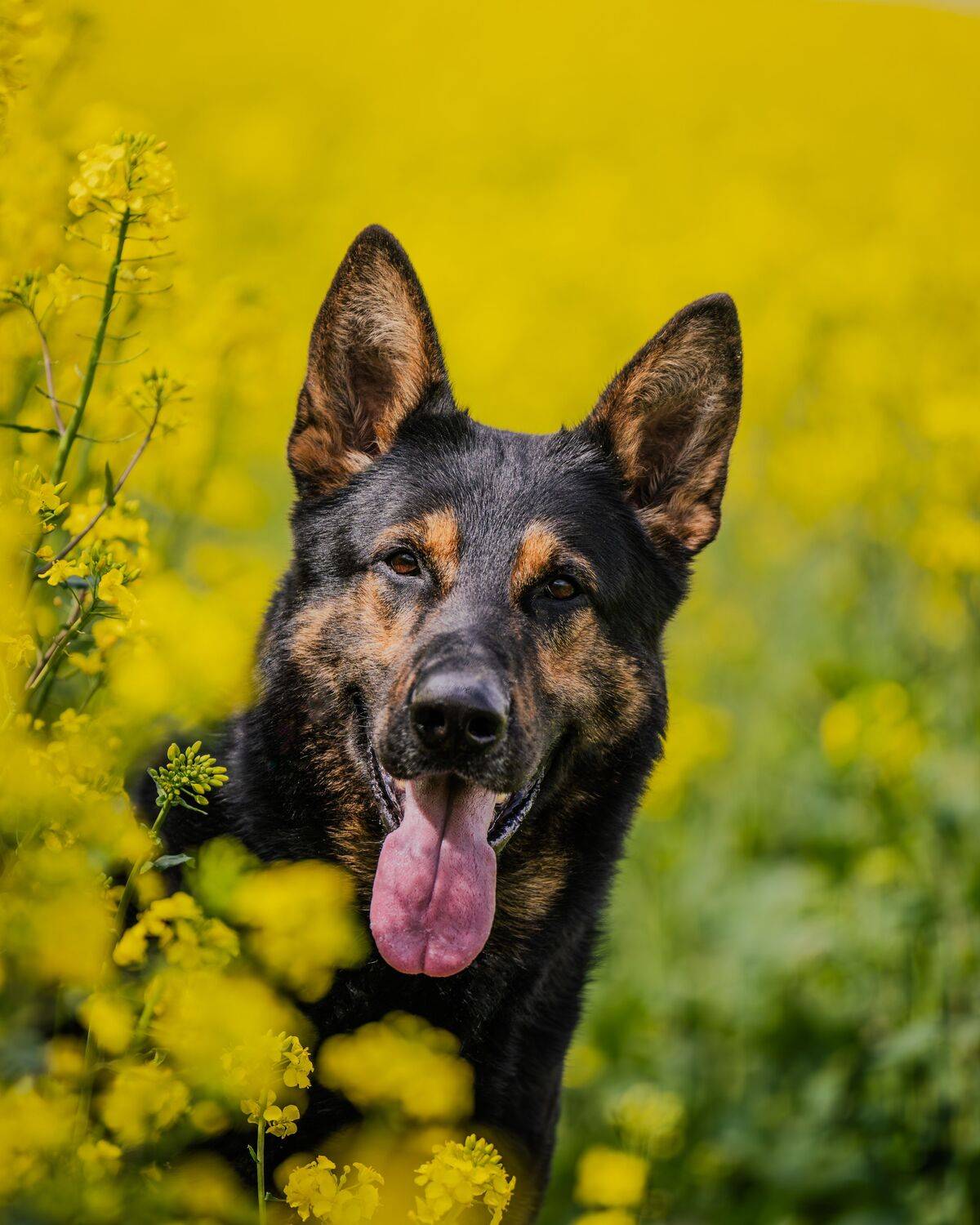 , Сергей Жиркевич