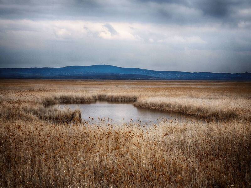 Reed фото превью