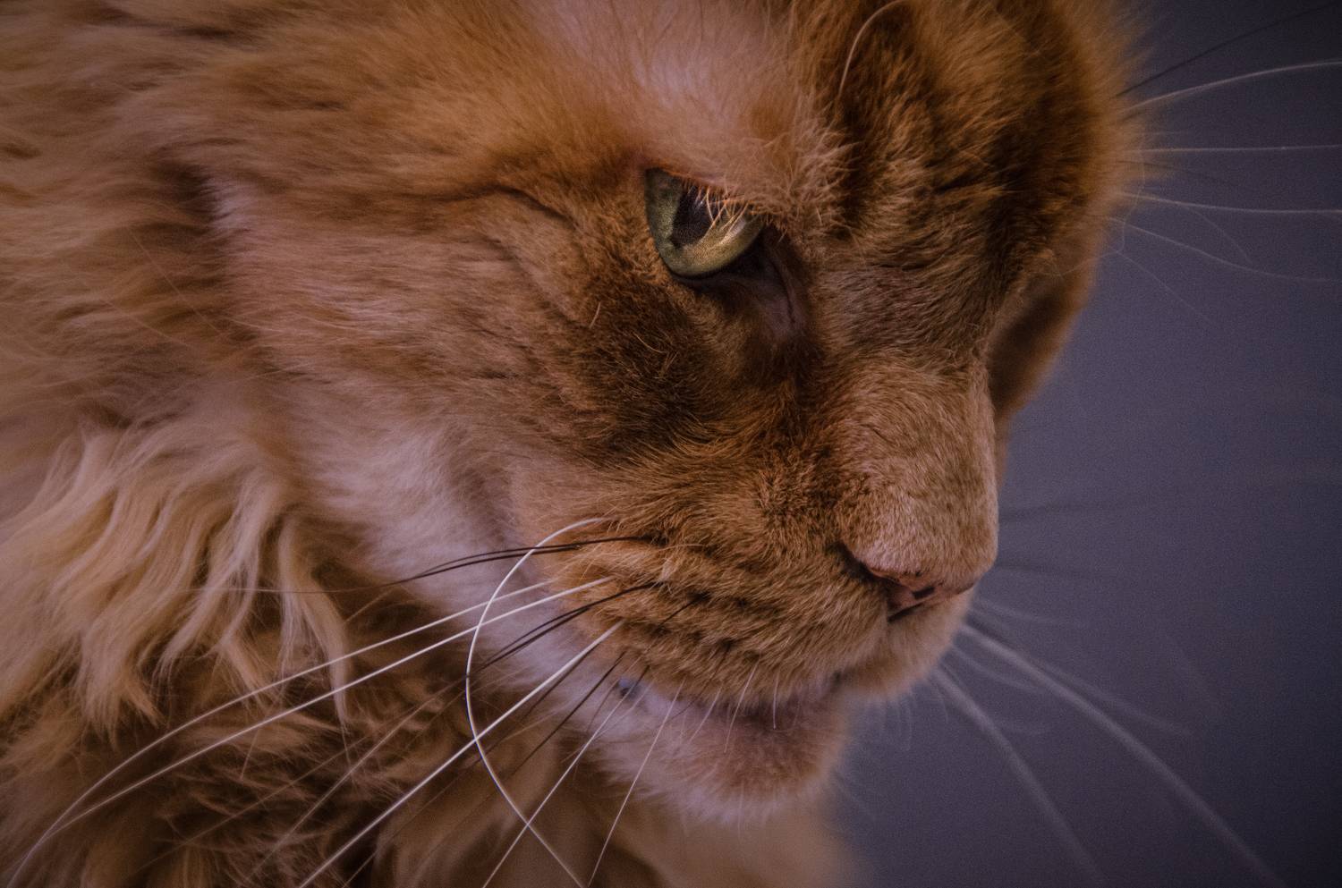 , Махова Настя