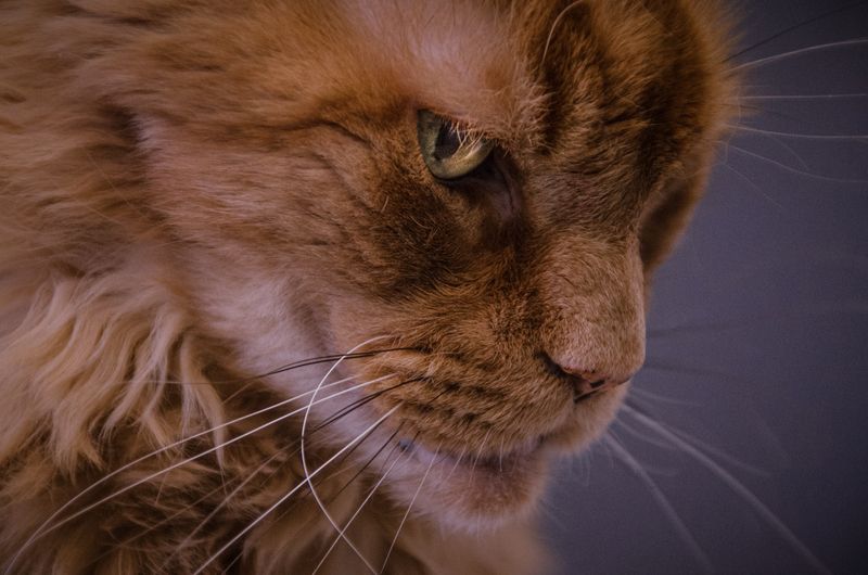 Мейн-кун Лев фото превью