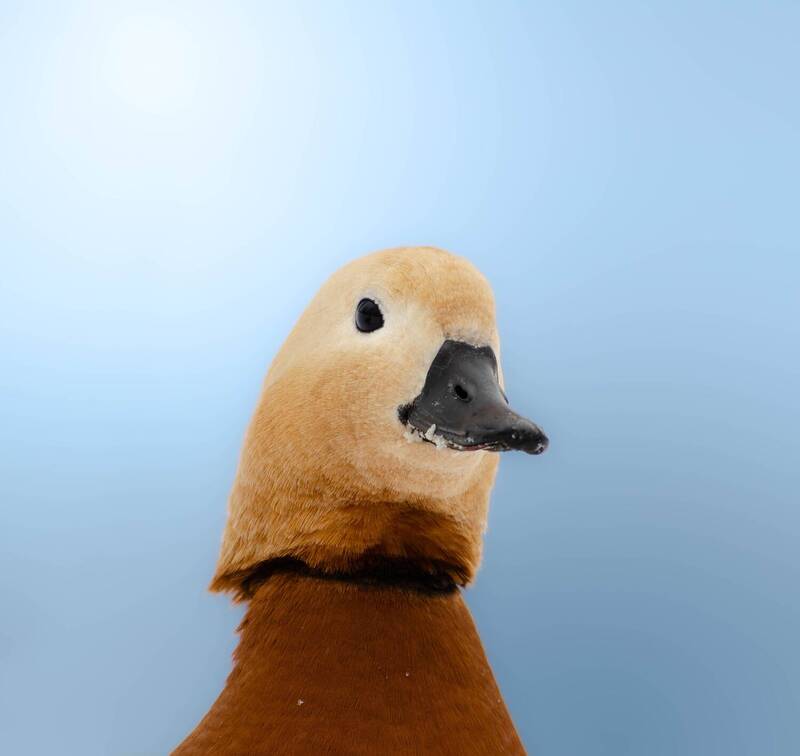 птицы, животные, природа, зима, сойка, лазоревка, пищуха, поползень, телефото, дикая природа, лосиный остров, день, солнце, москва, лес Птицы Лосиного острова фото превью