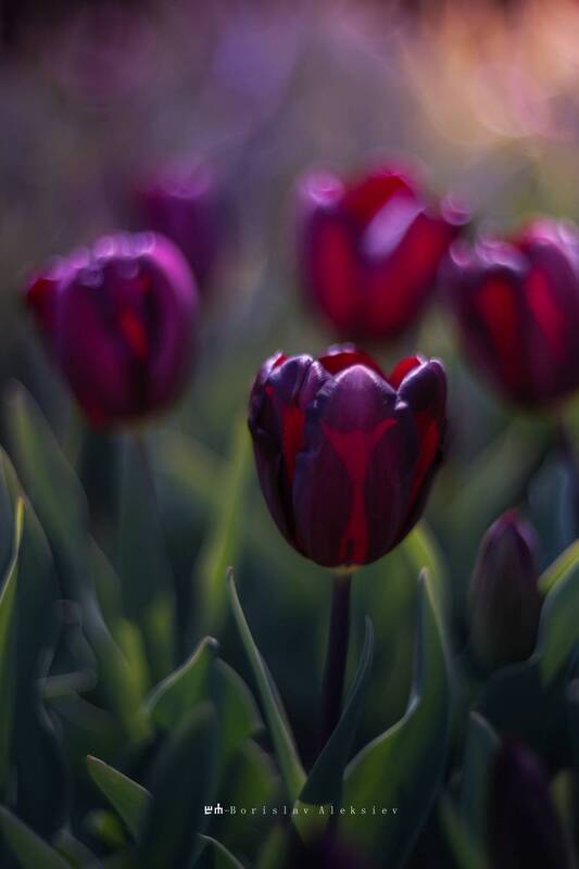 tulip, nature, light, dark Tulip фото превью