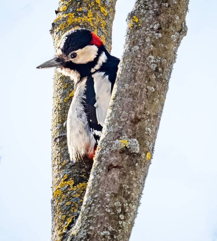 фото превью