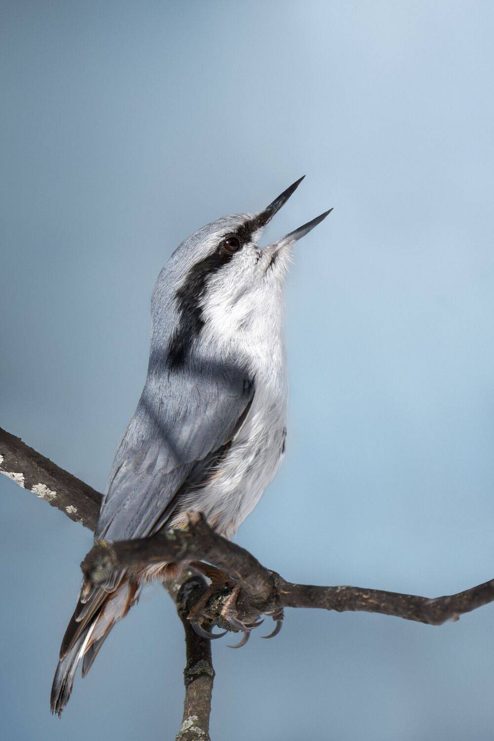 , Полина Шальнева