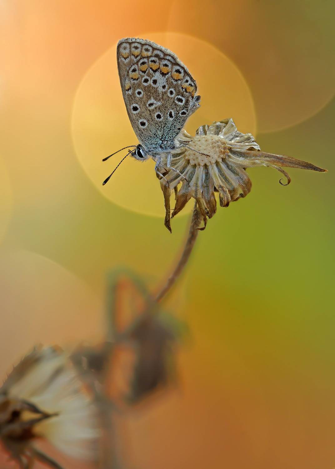 Бабочка, Чепленко Алексей