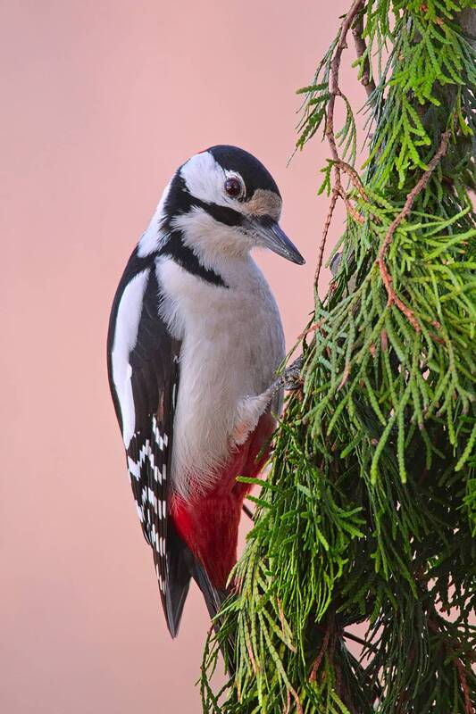 большой пёстрый дятел, dendrocopos major Большой пёстрый дятел, мальчик фото превью