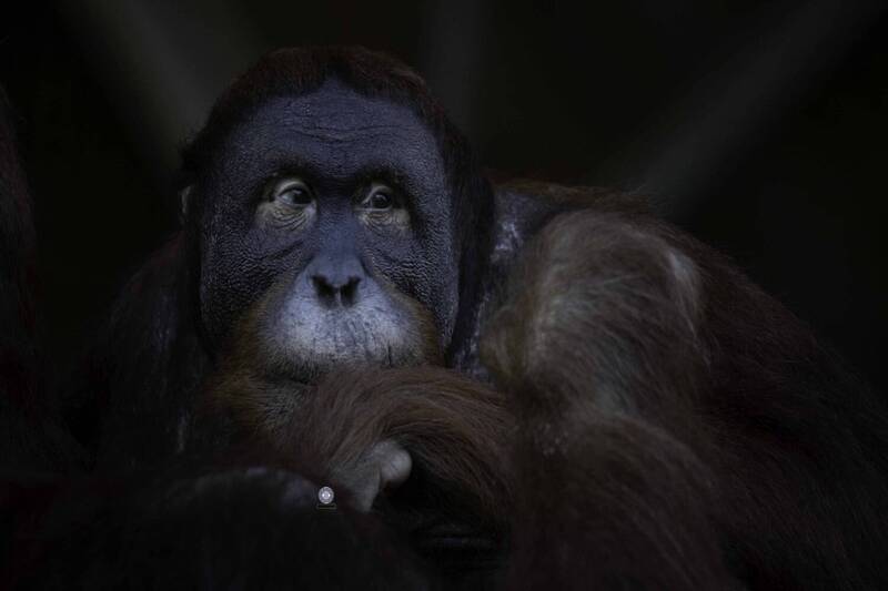 Sumatran orangutan фото превью