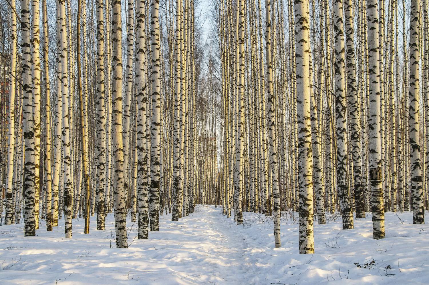 Киров, Солнечный берег, весна, март, березовая роща, деревья, березы, галина новинская