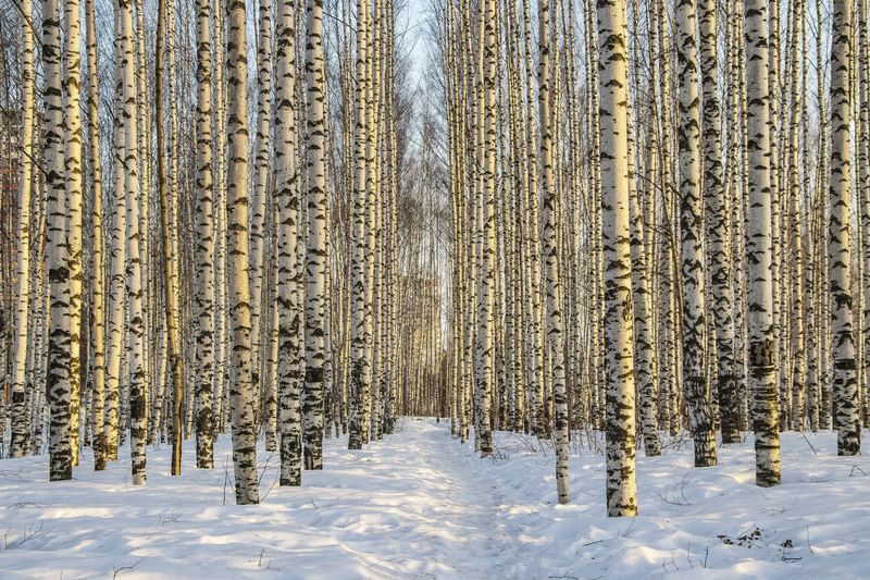 Киров, Солнечный берег, весна, март, березовая роща, деревья, березы Утро фото превью