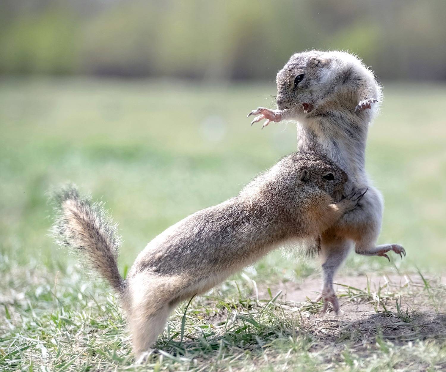 суслики, животные, борьба, поединок, красноярск, Марина Фомина
