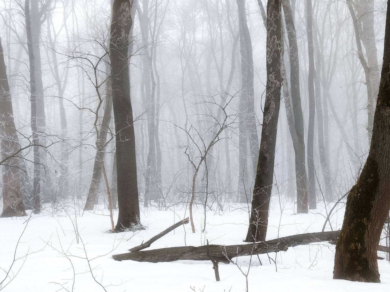 , Кондрашова Светлана