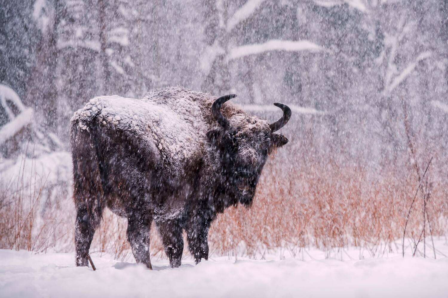 , Павел Ныриков