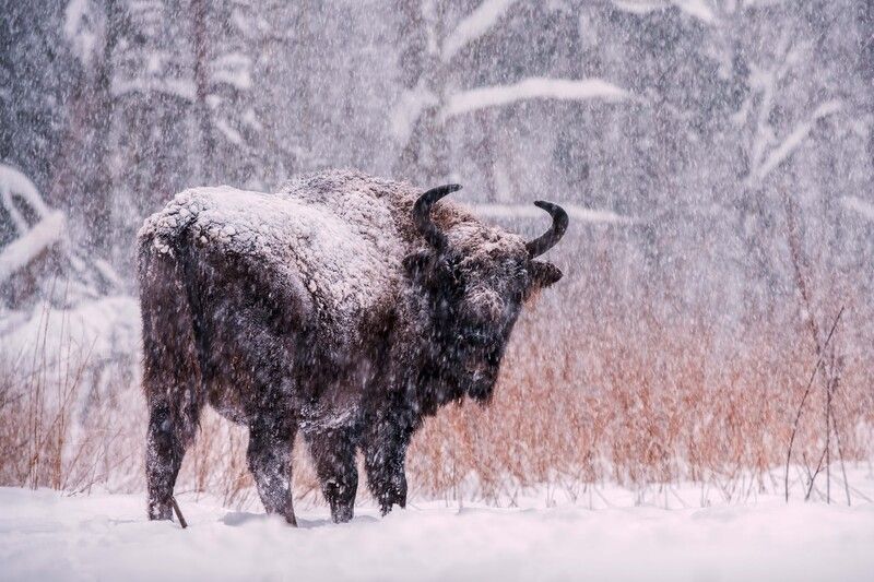 Замело фото превью