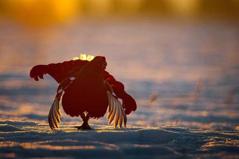 тетеревиный ток, тетерева, косачи, Южный Урал, Санарский бор Картинки с тетеревиного тока фото превью