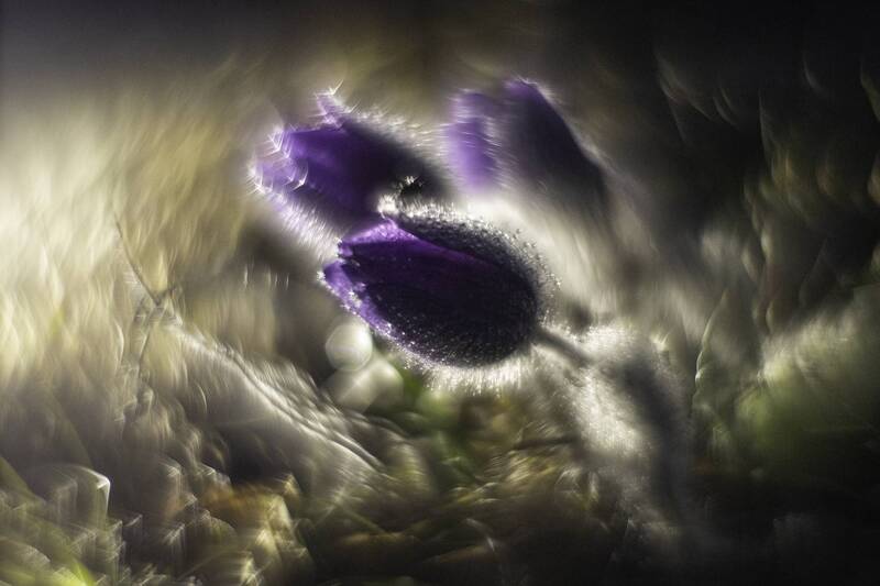 Сны Сон-травы... фото превью