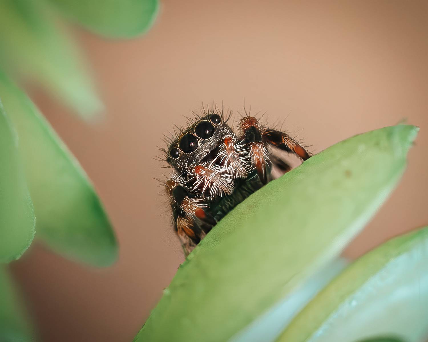 Паук, скакун, макро, Ворожцова Марина