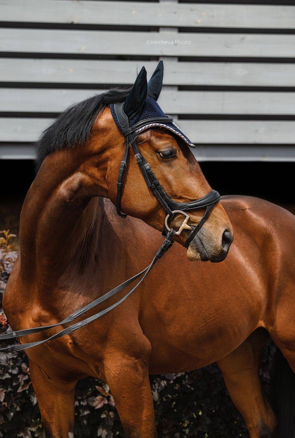 Лошадь, Ирешева Мария