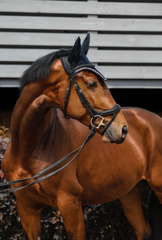 Лошадь Его зовут Hunter фото превью