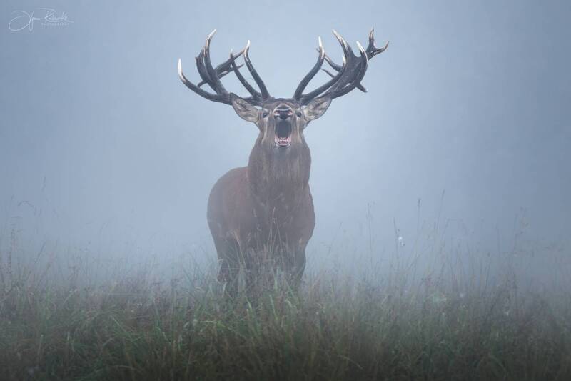 олень, благородный олень, deer, беларусь, гон, рогач, туман, fog Голос осени фото превью