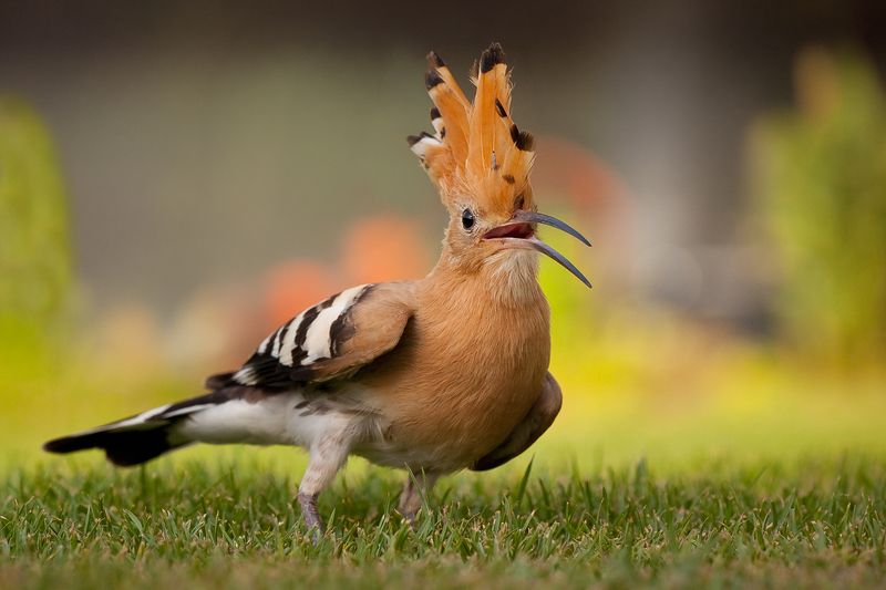 Hoopoe фото превью