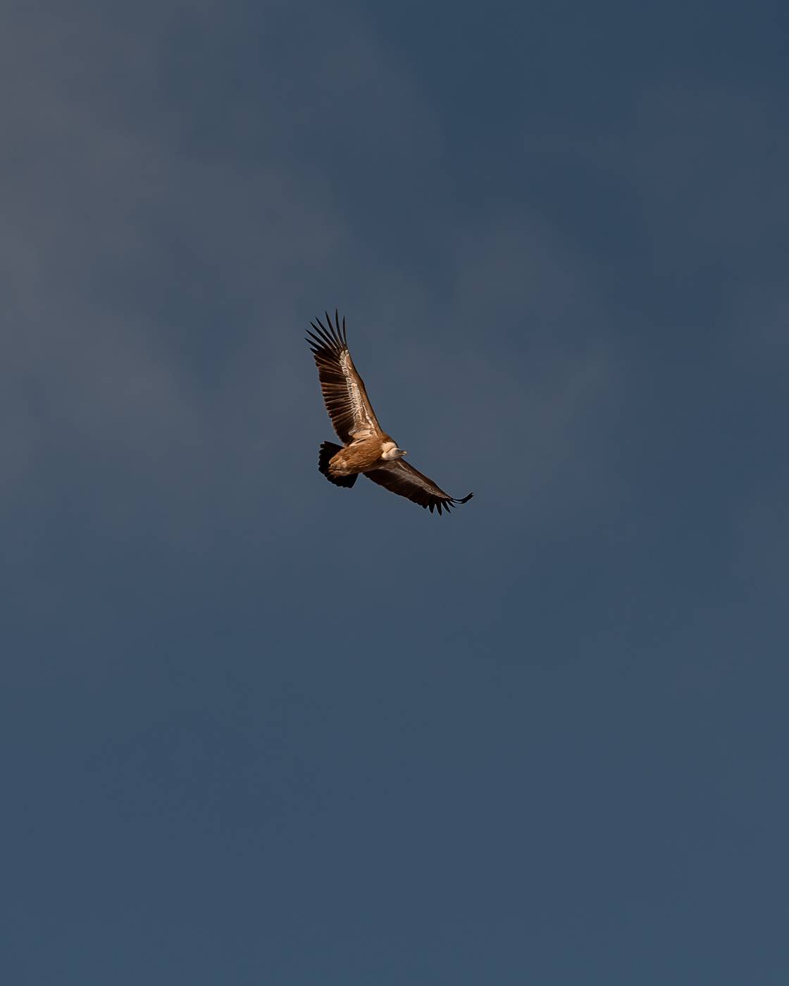 кавказ, кабардино-балкария, кбр, птицы, сип, белоголовый сип, горы, Zakharov Armen