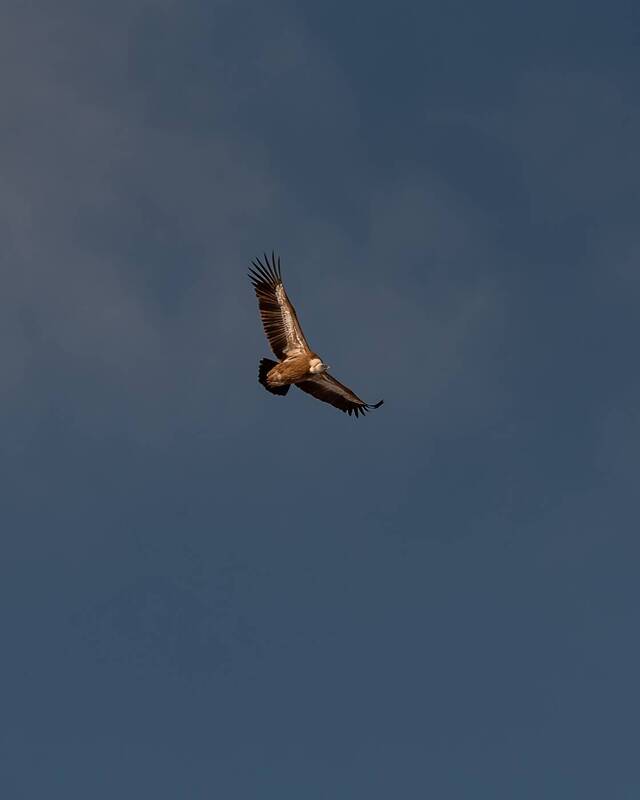 кавказ, кабардино-балкария, кбр, птицы, сип, белоголовый сип, горы Размах крыльев фото превью