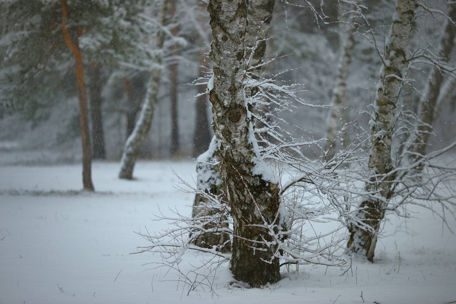 весна, снег утро туман, Александр Жарников