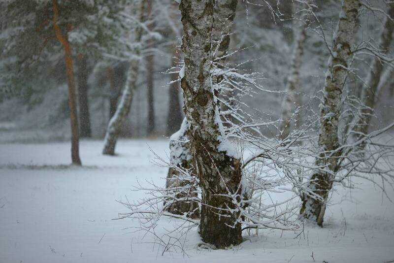 весна, снег утро туман Весенний снег фото превью