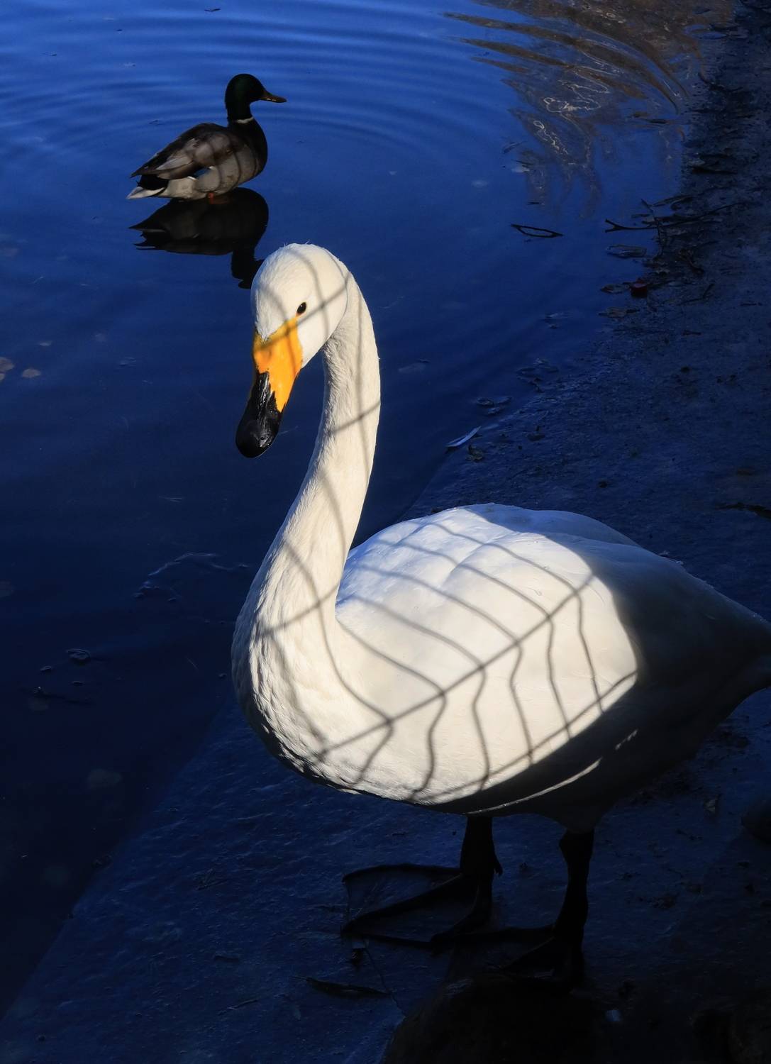 птица, лебедь, тень, Козлова Галина