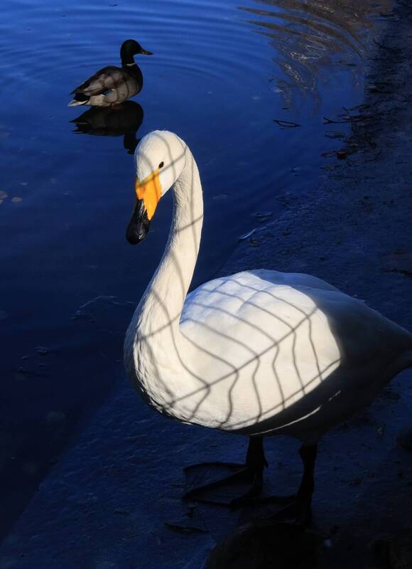 птица, лебедь, тень Тень паутинкой фото превью