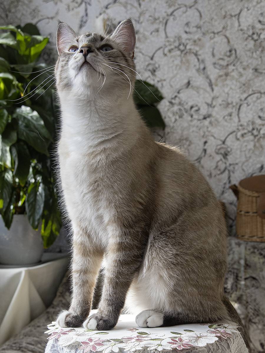 кошки, домашние животные, питомцы, портрет крупным планом, Приходько Ирина