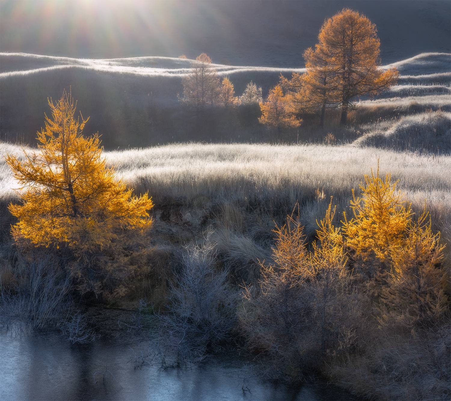 утро, свет, алтай, осень, лиственницы, Сергей Буторин