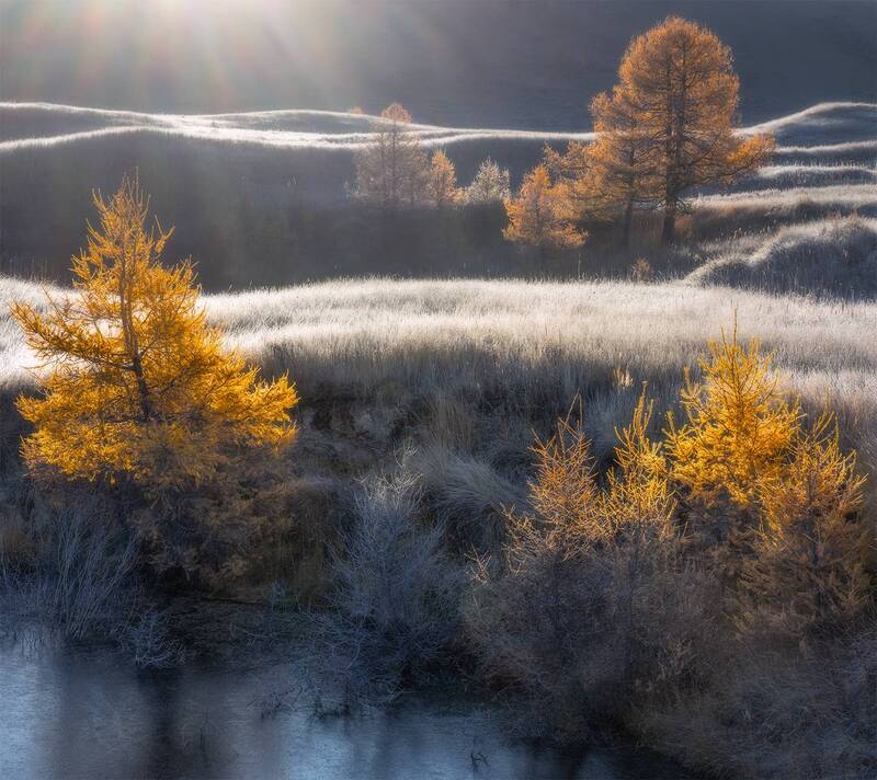 утро, свет, алтай, осень, лиственницы Свет Алтая фото превью