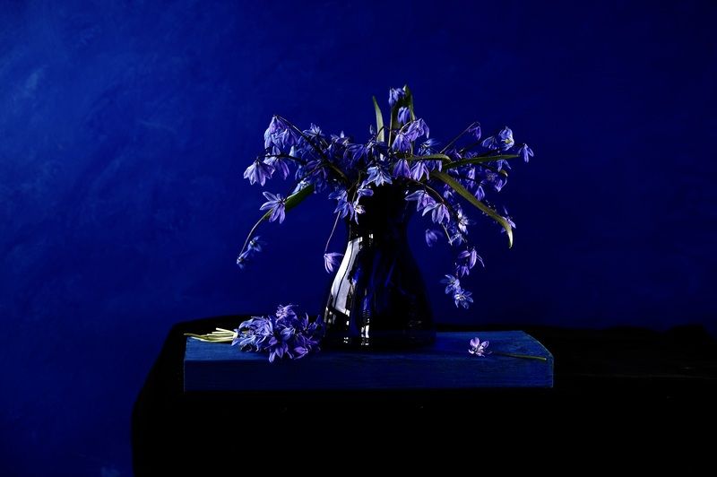 Still life, Scilla, Flowers, Blue, Mood, Colors Синее фото превью