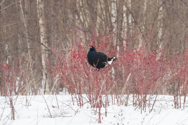 тетерев, птица, ток, весна Тетеревиный ток фото превью